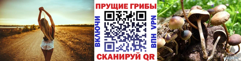 Псилоцибиновые грибы Psilocybine cubensis Среднеуральск